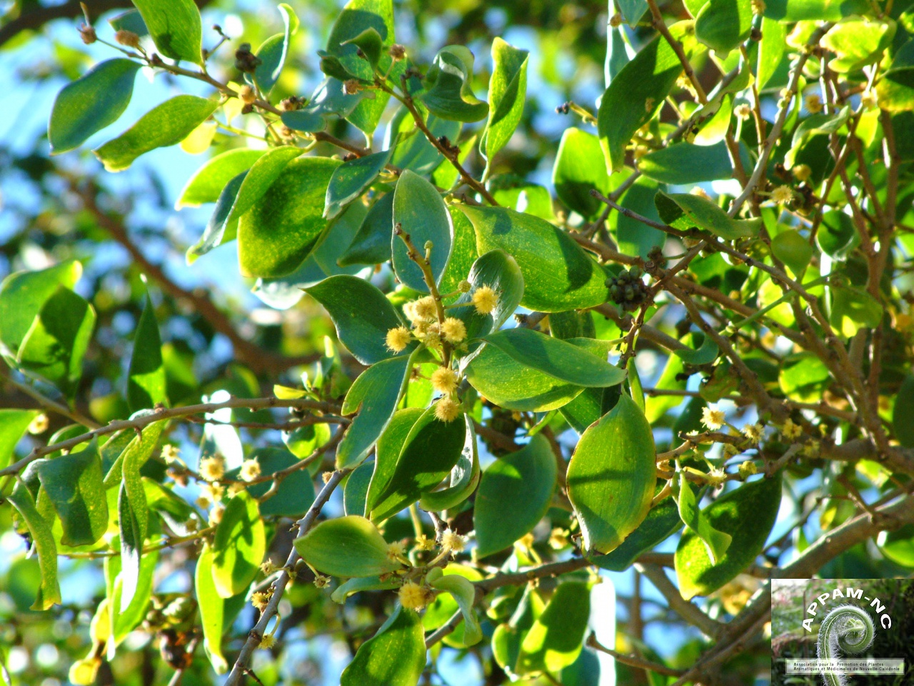 Acacia simplex