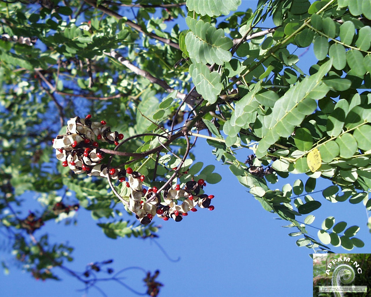 Adenanthera pavonina Artisanales et Culturelles Galerie appam