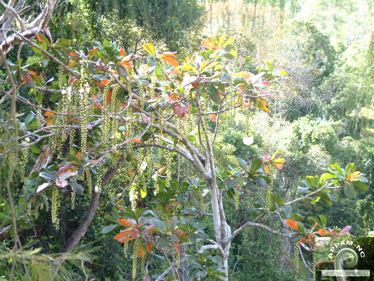 Barringtonia integrifolia