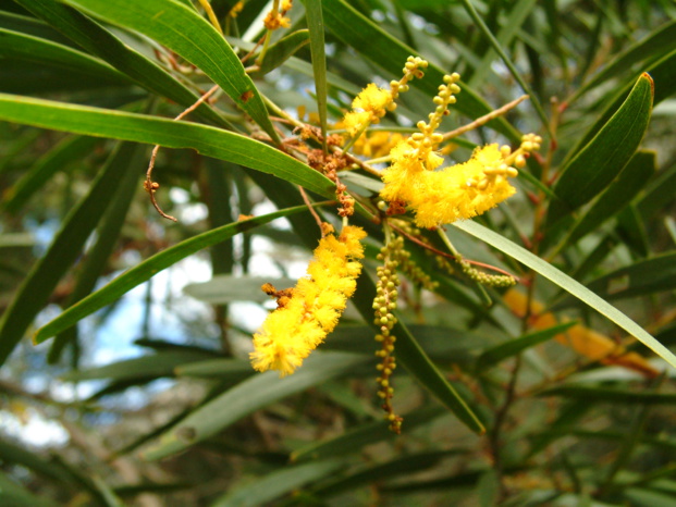 ACACIA SPIRORBIS  Labillardière