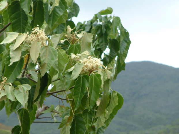 ALEURITES MOLUCCANA (L.) Willd. ALEURITES MOLUCCANA (L.) Willd.