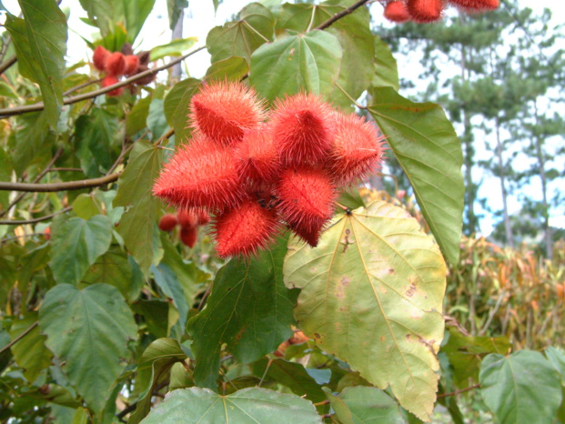 BIXA ORELLANA L. BIXA ORELLANA L.