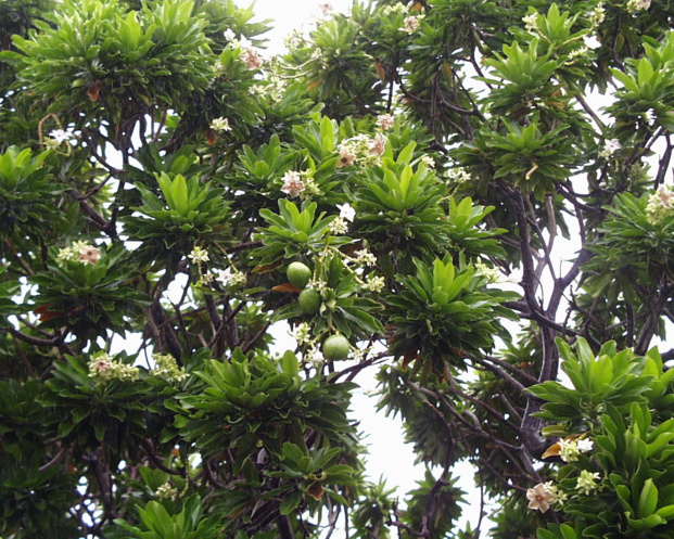 CERBERA MANGHAS L. CERBERA MANGHAS L.