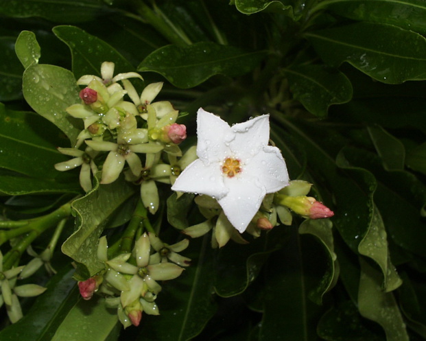 CERBERA MANGHAS L. CERBERA MANGHAS L.