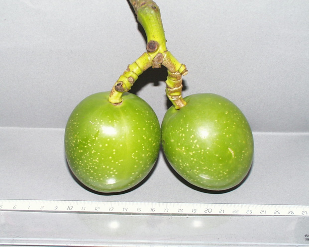 CERBERA MANGHAS L. CERBERA MANGHAS L.