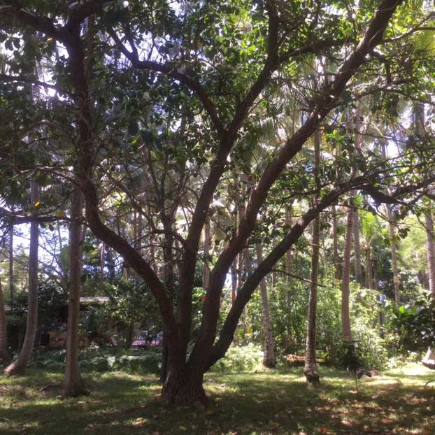 FAGRAEA BERTEROANA A. Gray FAGRAEA BERTEROANA A. Gray