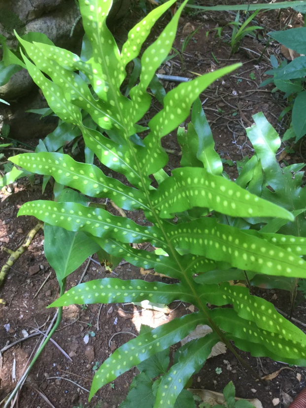 MICROSORUM spp. Fougères Plusieurs espèces MICROSORUM spp. Fougères Plusieurs espèces