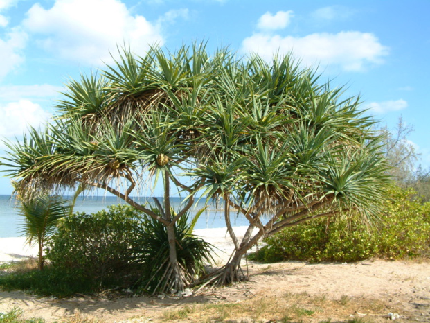 PANDANUS TECTORIUS Parkinson PANDANUS TECTORIUS Parkinson