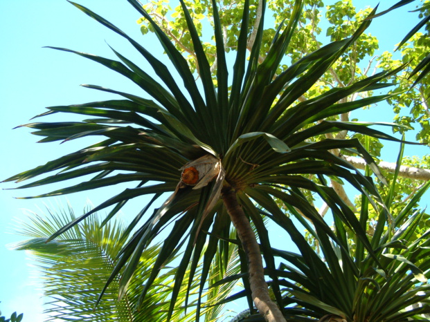 PANDANUS TECTORIUS Parkinson PANDANUS TECTORIUS Parkinson