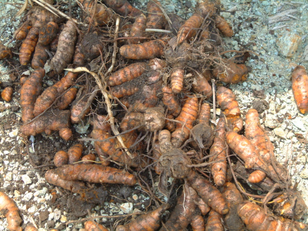 CURCUMA LONGA L CURCUMA LONGA L
