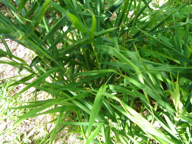 ZINZIBER OFFICINALIS Roscoe & ZINGIBER ZERUMBET Roscoe ex Sm. ZINZIBER OFFICINALIS Roscoe & ZINGIBER ZERUMBET Roscoe ex Sm.