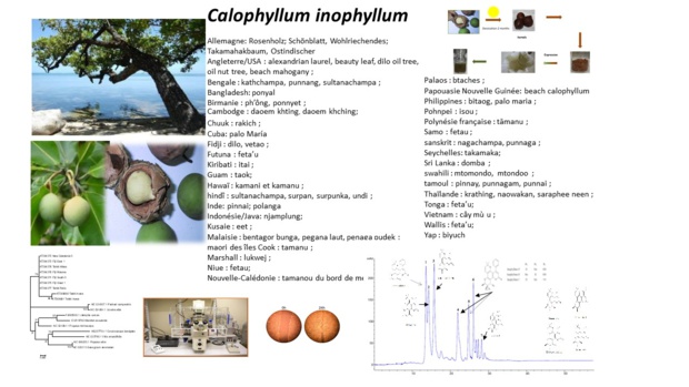 Pourquoi l’APPAM-NC ? Pourquoi l’APPAM-NC ?