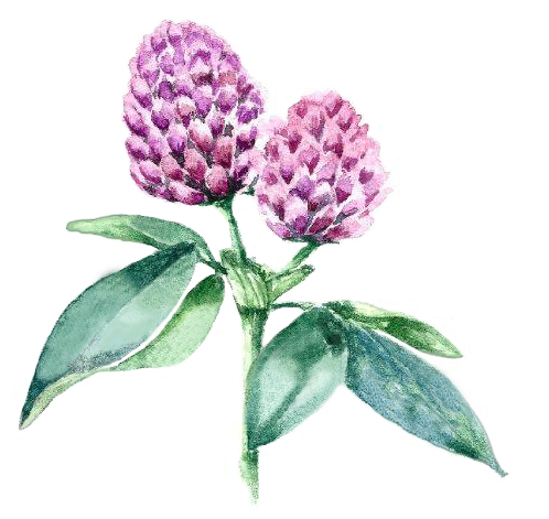 Plantes médicinales et médecines du 21ème siècle Plantes médicinales et médecines du 21ème siècle
