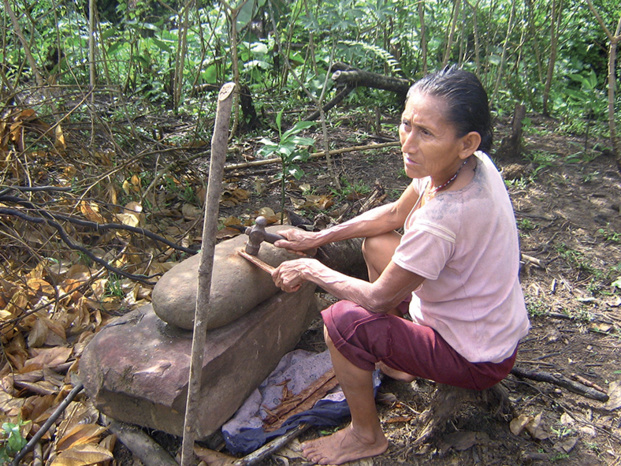 Plantes médicinales et médecines du 21ème siècle Plantes médicinales et médecines du 21ème siècle