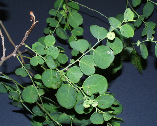 Trouver des informations sur la Flore Trouver des informations sur la Flore