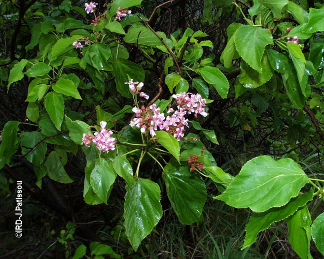 Les plantes médicinales (Pierre Cabalion 2015) Les plantes médicinales (Pierre Cabalion 2015)