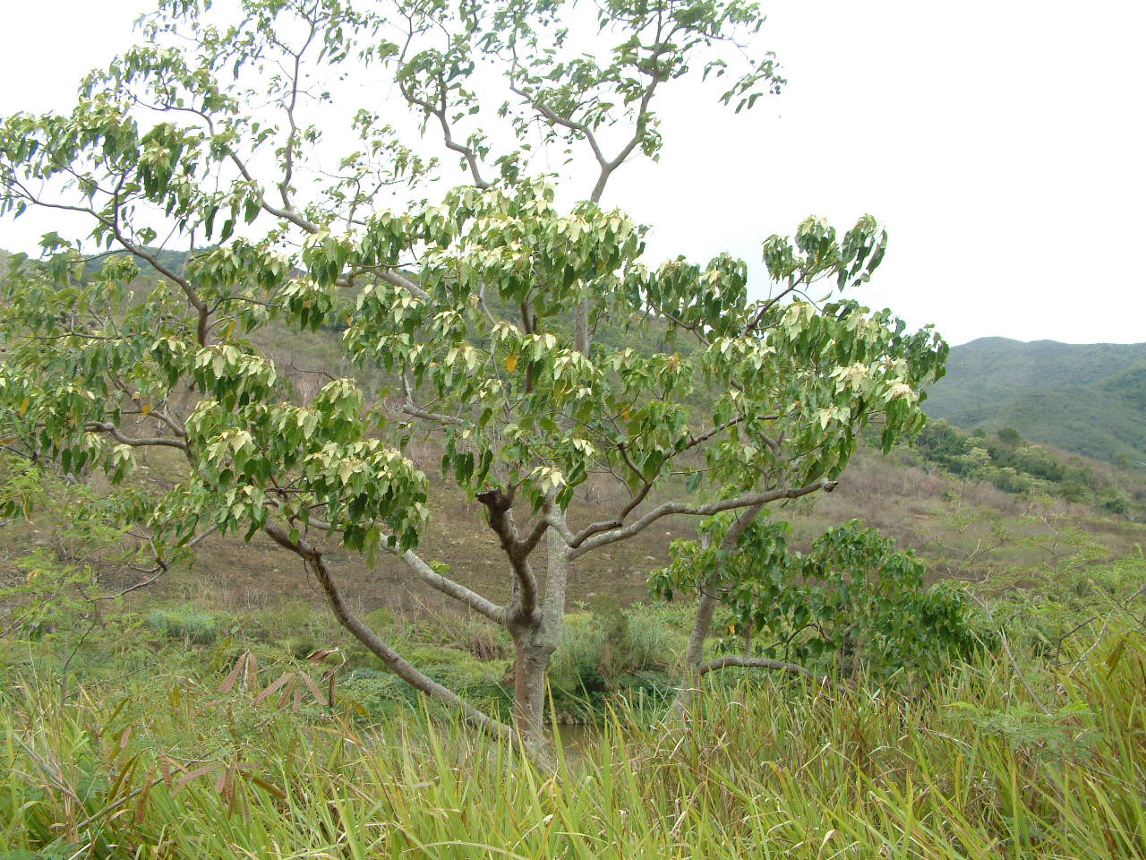 ALEURITES MOLUCCANA (L.) Willd.