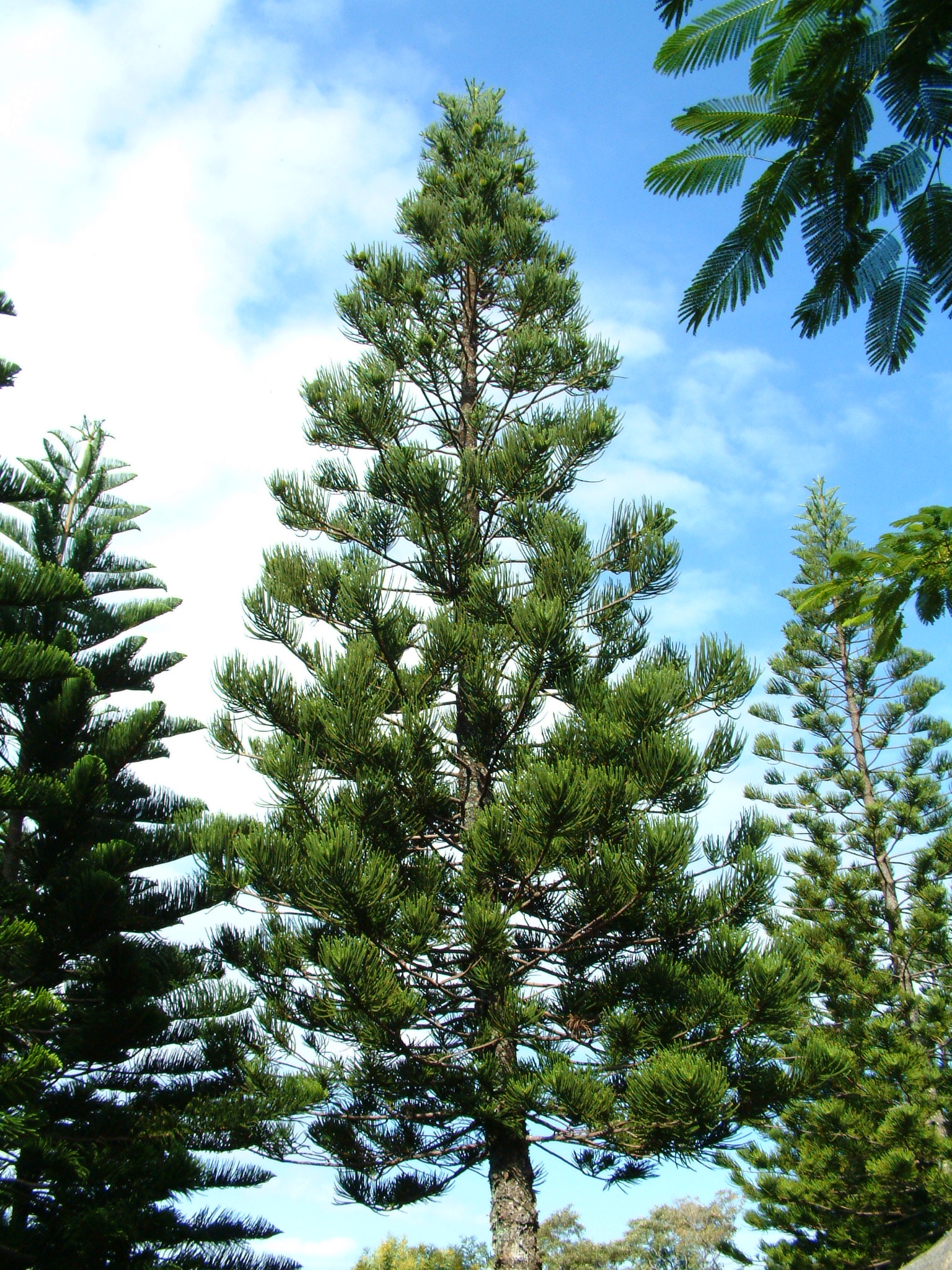 ARAUCARIA  COLUMNARIS Hook. ARAUCARIA  COLUMNARIS Hook.