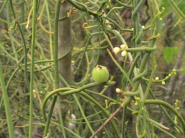 CASSYTHA FILIFORMIS L. CASSYTHA FILIFORMIS L.