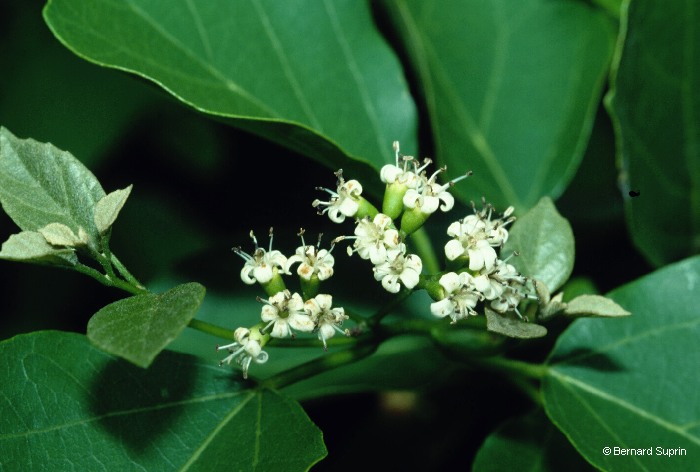 CORDIA DICHOTOMA G.Forster CORDIA DICHOTOMA G.Forster