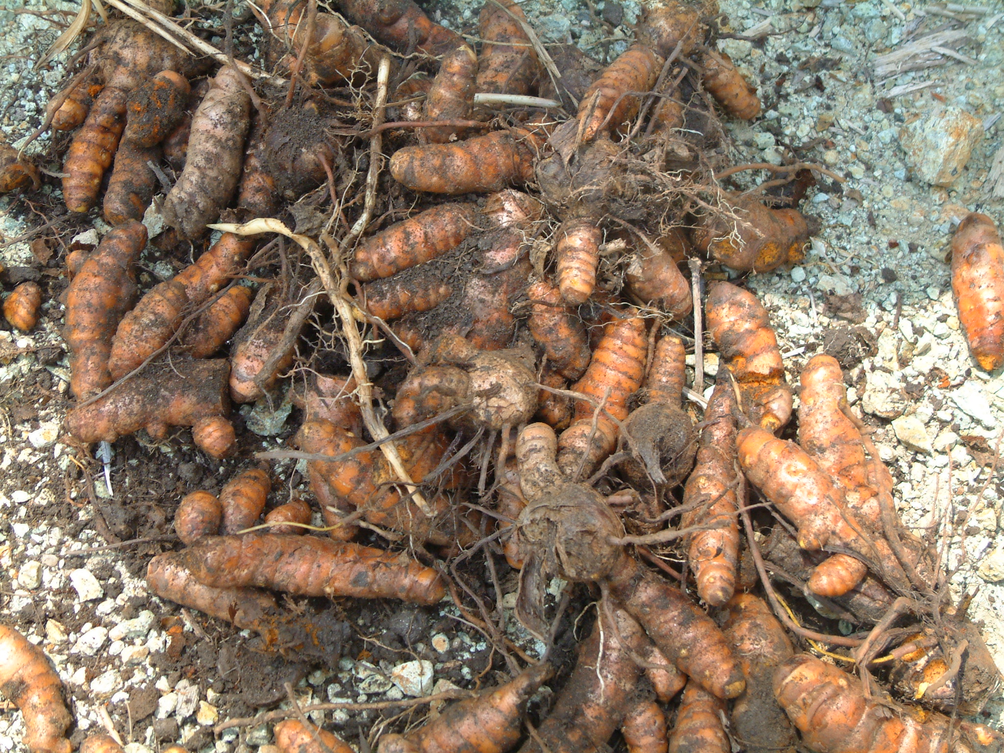 CURCUMA LONGA L