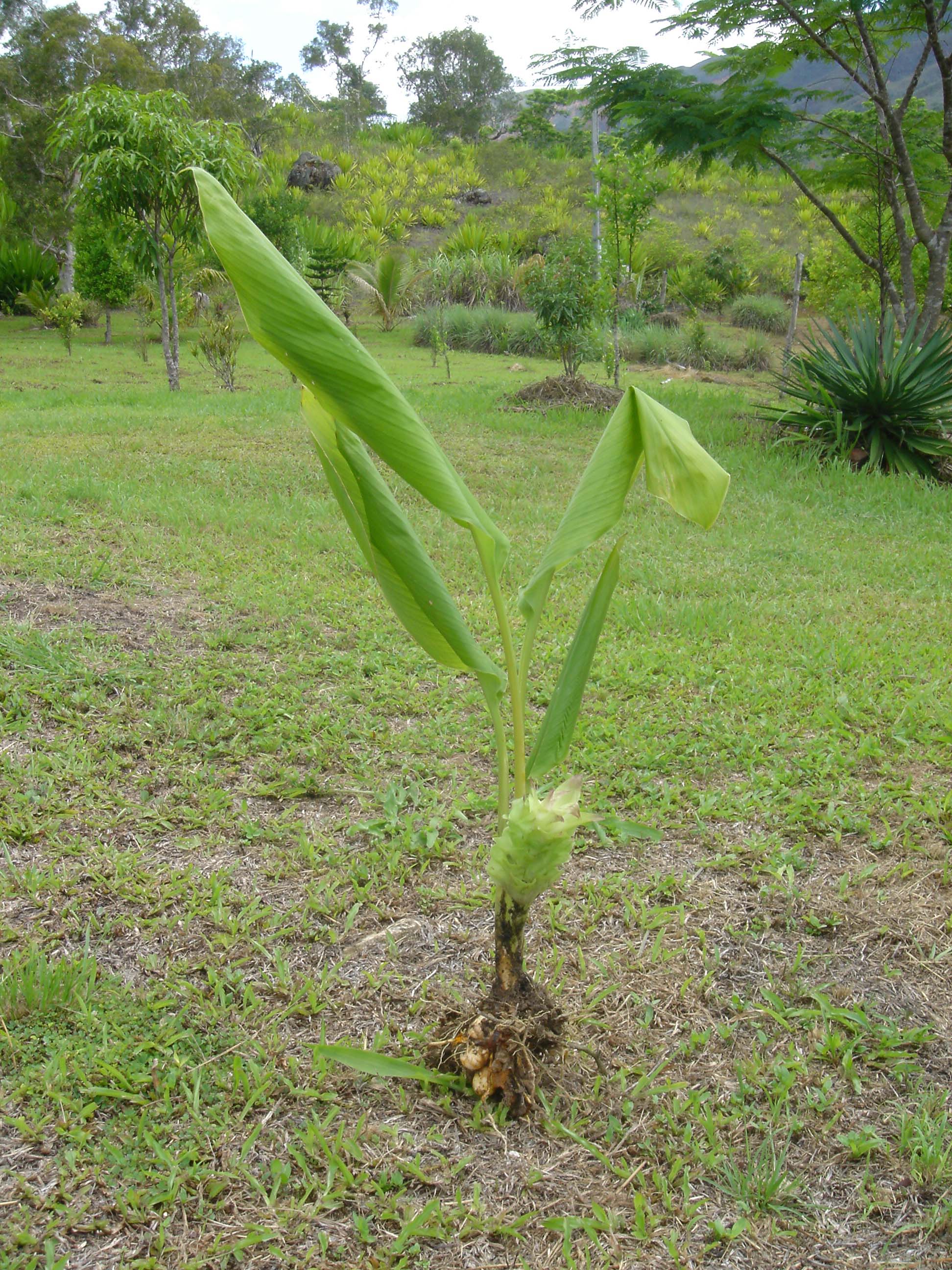 CURCUMA LONGA L