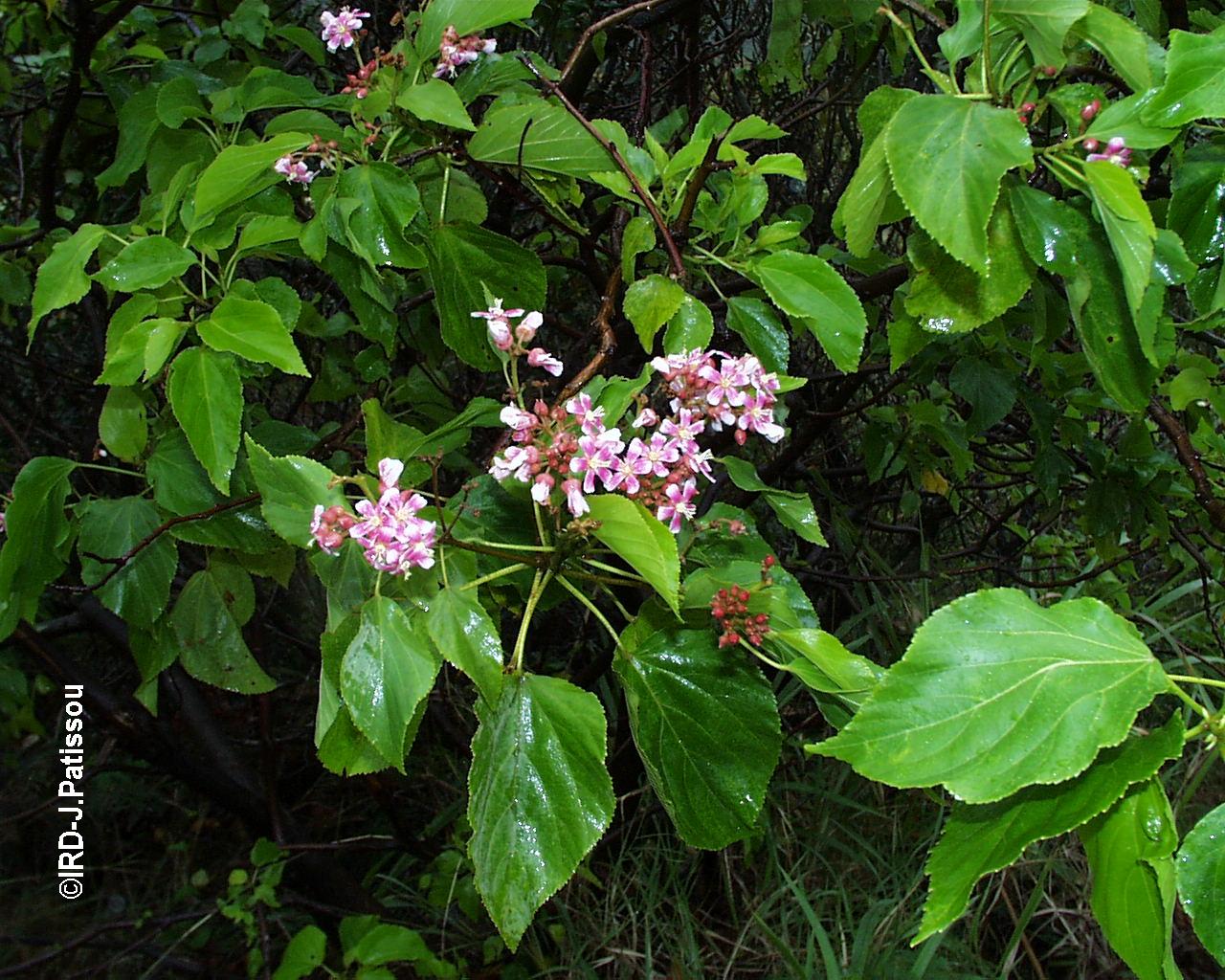 Les plantes médicinales (Pierre Cabalion 2015) Les plantes médicinales (Pierre Cabalion 2015)