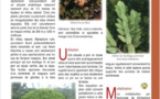 LE GENRE MYRTASTRUM LE GENRE MYRTASTRUM