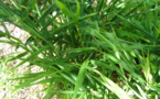 ZINZIBER OFFICINALIS Roscoe & ZINGIBER ZERUMBET Roscoe ex Sm. ZINZIBER OFFICINALIS Roscoe & ZINGIBER ZERUMBET Roscoe ex Sm.