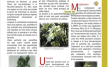 OXERA PULCHELLA subsp. GRANDIFLORA Dubard  OXERA PULCHELLA subsp. GRANDIFLORA Dubard