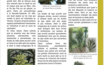 OXERA SULFUREA Dubard  OXERA SULFUREA Dubard