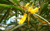 ACACIA SPIRORBIS 
Labillardière ACACIA SPIRORBIS 
Labillardière