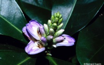 ACANTHUS ILICIFOLIUS L. ACANTHUS ILICIFOLIUS L.