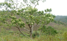 ALEURITES MOLUCCANA (L.) Willd. ALEURITES MOLUCCANA (L.) Willd.