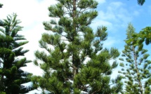 ARAUCARIA  COLUMNARIS Hook. ARAUCARIA  COLUMNARIS Hook.