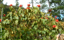 BIXA ORELLANA L.  BIXA ORELLANA L.