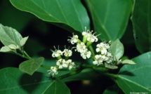 CORDIA DICHOTOMA G.Forster CORDIA DICHOTOMA G.Forster