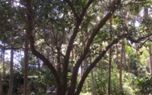 FAGRAEA BERTEROANA A. Gray FAGRAEA BERTEROANA A. Gray