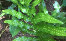 MICROSORUM spp. Fougères Plusieurs espèces MICROSORUM spp. Fougères Plusieurs espèces