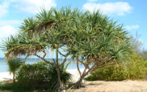 PANDANUS TECTORIUS Parkinson PANDANUS TECTORIUS Parkinson