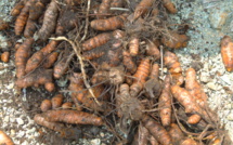 CURCUMA LONGA L CURCUMA LONGA L