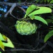 Annona squamosa