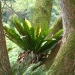 Asplenium nidus Asplenium nidus