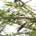Acacia farnesiana Acacia farnesiana