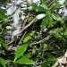 Alyxia stellata Alyxia stellata