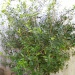 Alyxia stellata Alyxia stellata