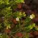 Sannantha virgata Sannantha virgata