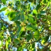 Acacia simplex Acacia simplex