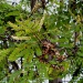 Adenanthera pavonina Adenanthera pavonina
