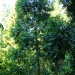 Agathis lanceolata Agathis lanceolata